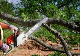 How Our Tree Care Process Works  in  Cape Neddick, ME