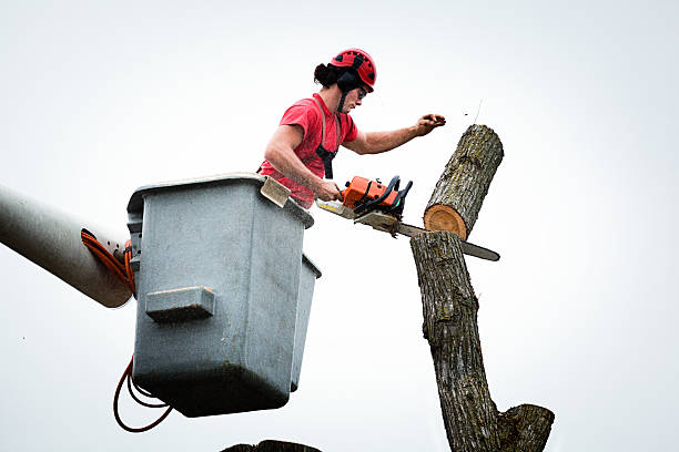 Leaf Removal in Cape Neddick, ME